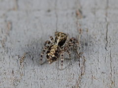 Pseudeuophrys obsoleta