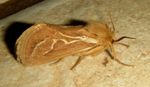 Eudalaca rufescens