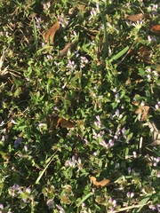 Richardia grandiflora