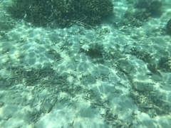 Lethrinus erythropterus