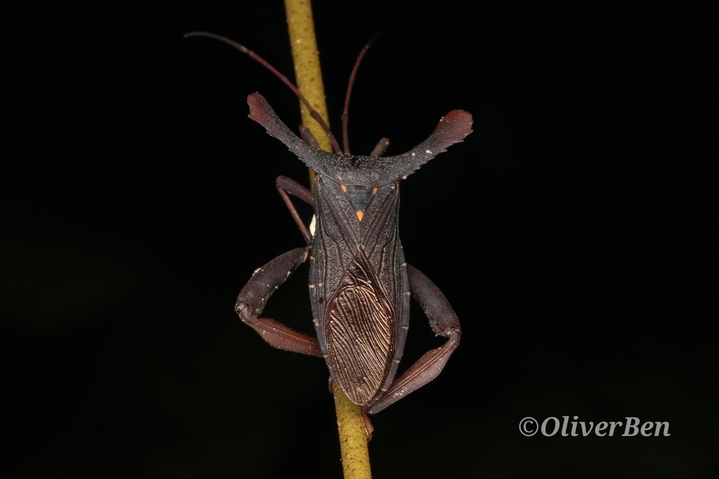 Kennetus alces