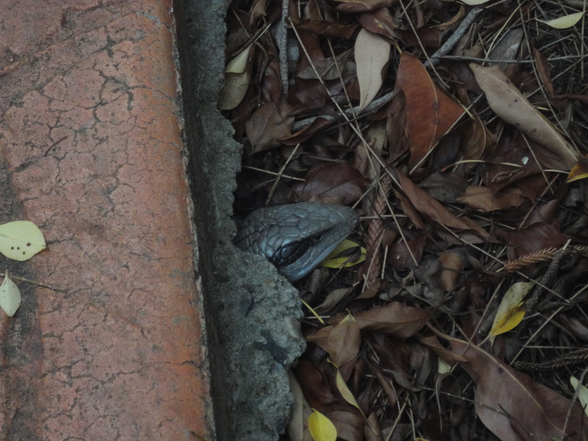 common bluetongue, eastern bluetongue, eastern blue-tongued lizard, northern bluetongue