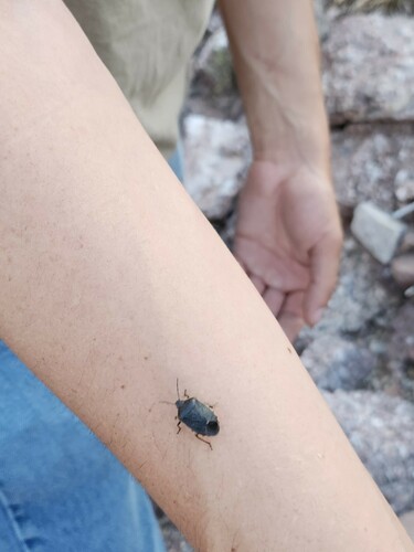Conchuela Bug