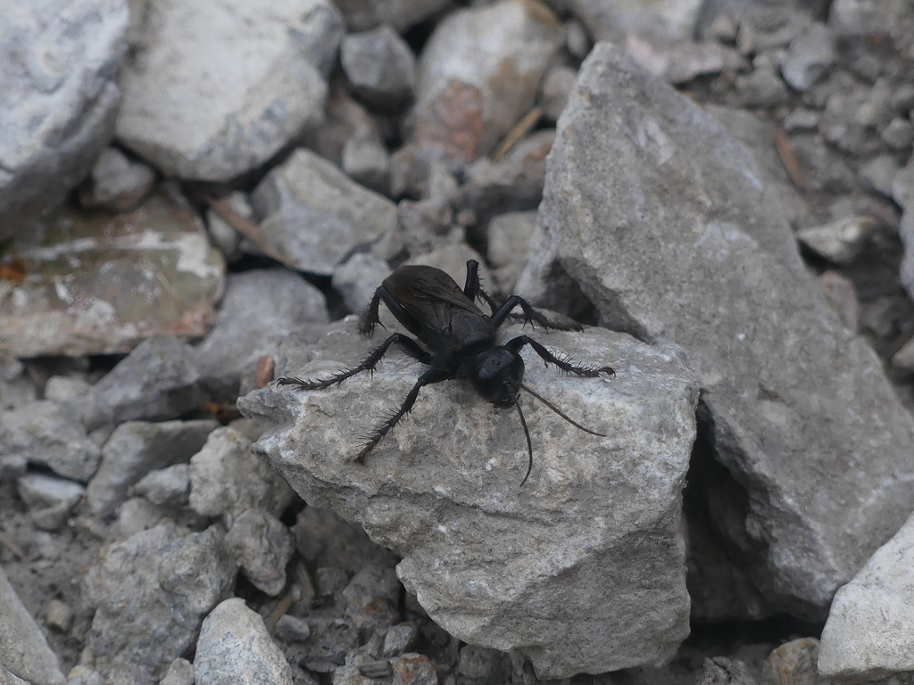 Palmodes carbo