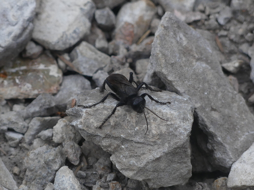 Palmodes carbo