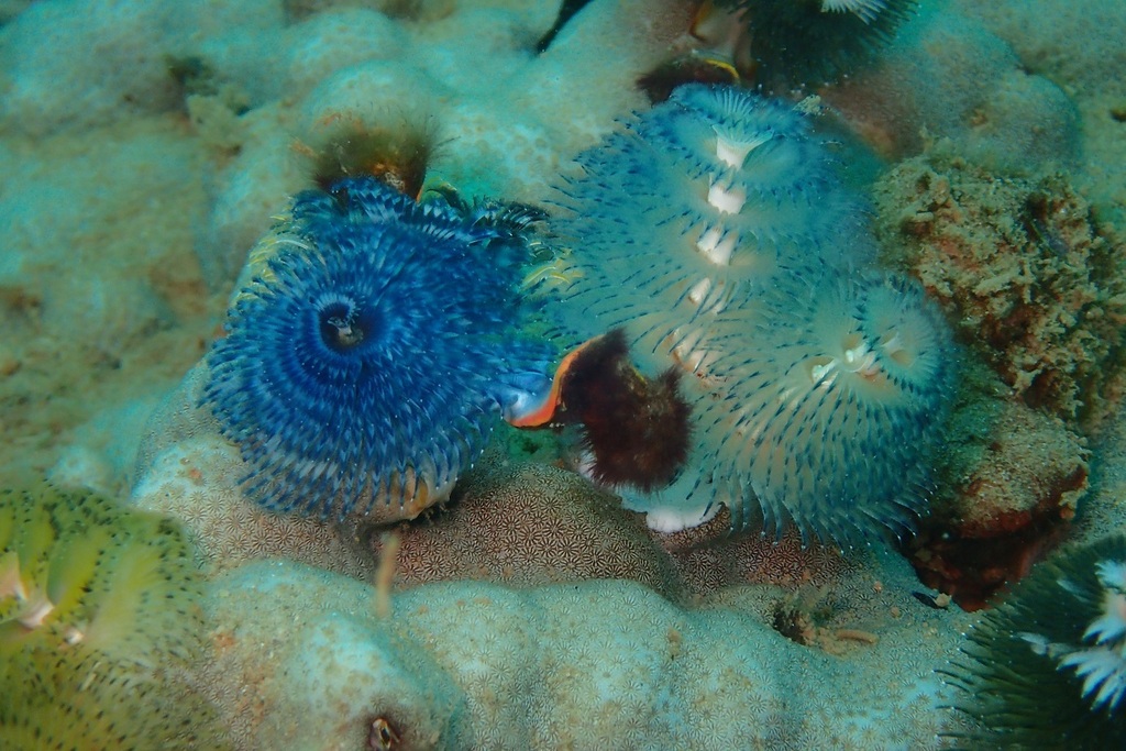 Christmas Tree Worms From Exmouth WA Australia On November 24 2023 christmas-tree-worms-from-exmouth-wa-australia-on-november-24-2023
