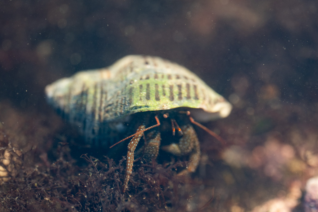 grainyhand hermit