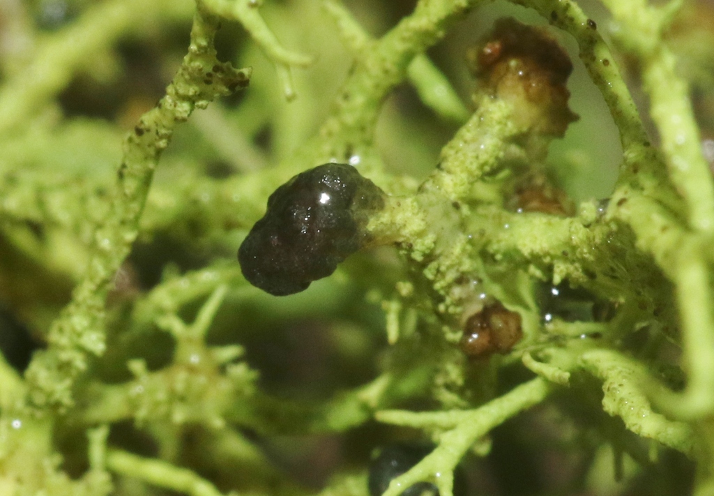Tremella lethariae