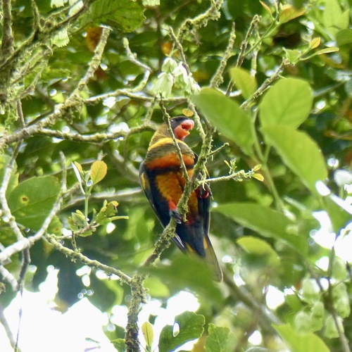 Pseudeos fuscata observed 2023-11-26