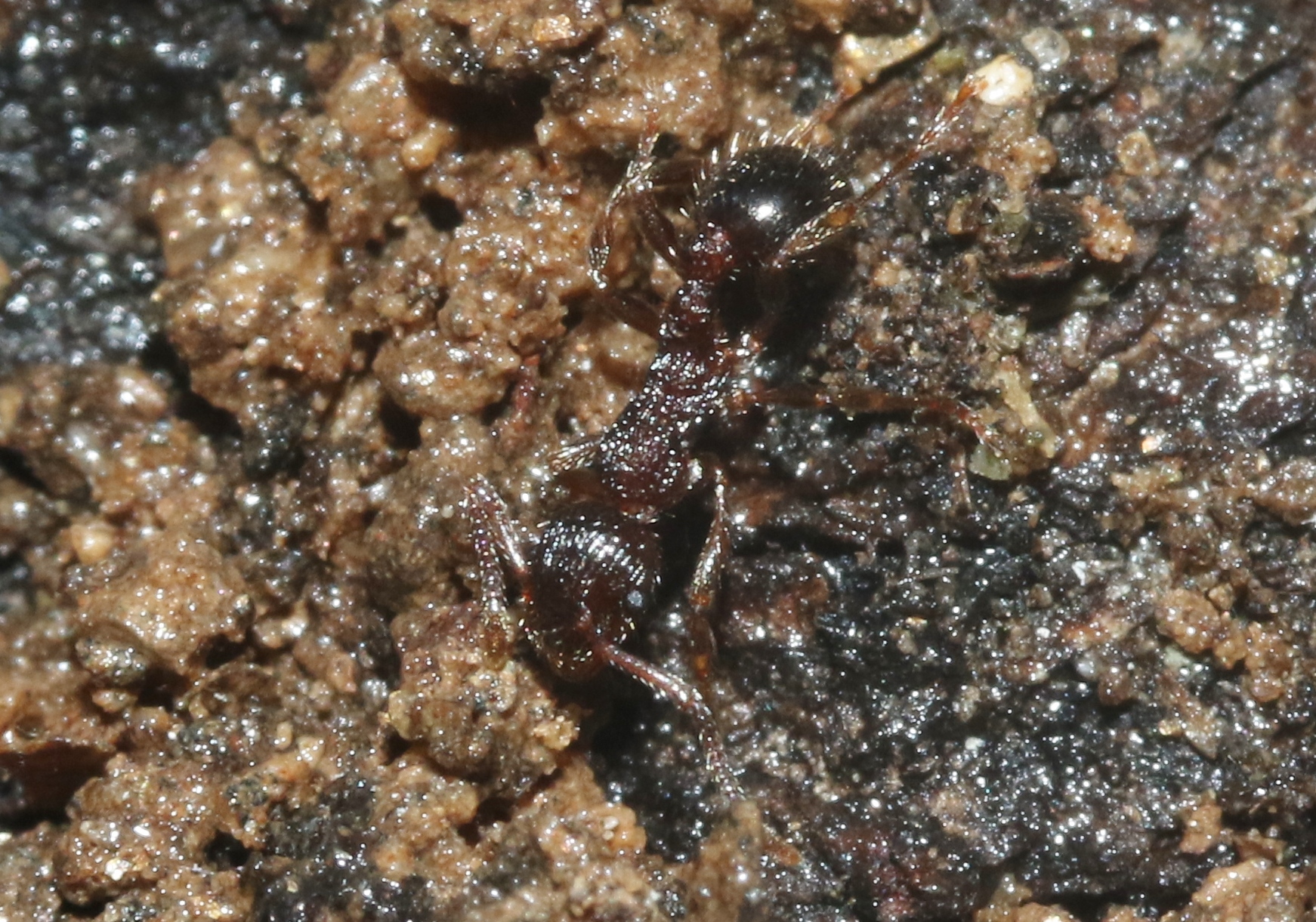 Myrmica punctinops