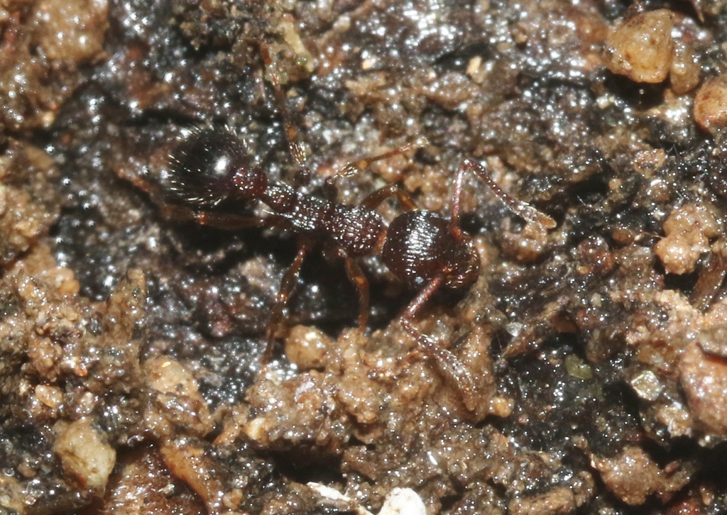 Myrmica punctinops