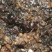 Myrmica punctinops - Photo (c) James Bailey,  זכויות יוצרים חלקיות (CC BY-NC), הועלה על ידי James Bailey
