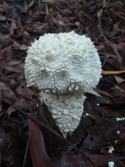 Amanita pyramidifera