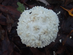 Amanita pyramidifera