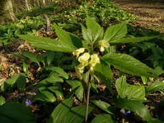 Cardamine enneaphyllos