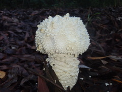 Amanita pyramidifera