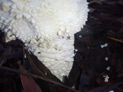 Amanita pyramidifera