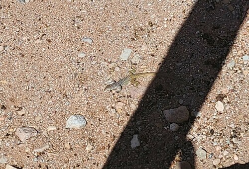 Common Checkered Whiptail