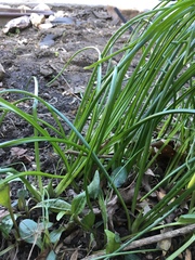 Allium schoenoprasum