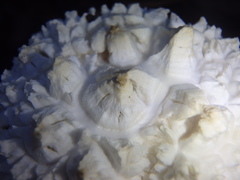 Amanita pyramidifera