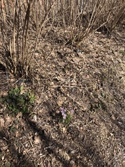 Crocus tommasinianus
