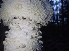 Amanita pyramidifera