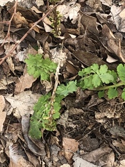 Chelidonium majus
