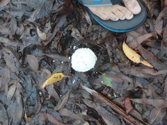 Amanita pyramidifera