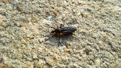 Bibio femoratus