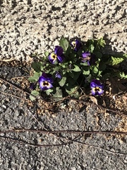 Viola × wittrockiana