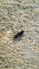 Bibio femoratus