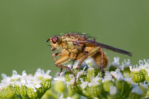 Golden Dung Fly photo 3