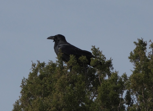 Common Raven photographed in Oklahoma