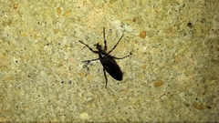 Bibio femoratus