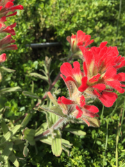 Castilleja affinis