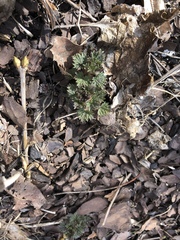 Urtica dioica