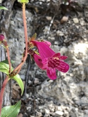 Penstemon triflorus