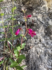 Penstemon triflorus