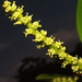 Sapium macrocarpum - Photo (c) Francisco Amador, some rights reserved (CC BY-NC), uploaded by Francisco Amador