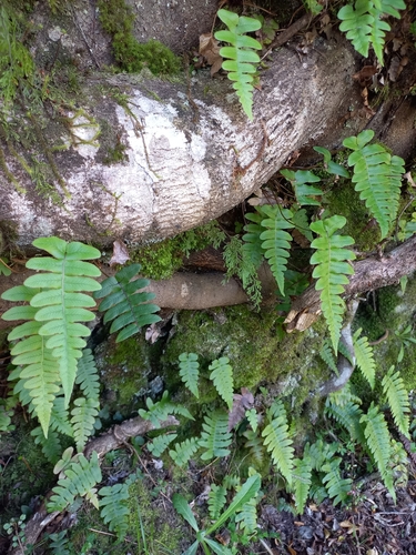 Cranfillia vulcanica observed 2023-11-26