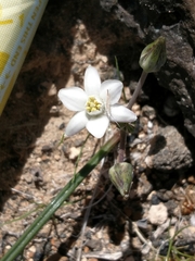 Muilla coronata