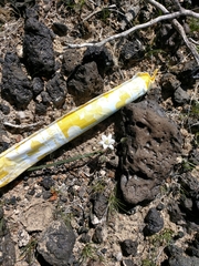 Muilla coronata