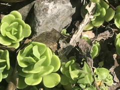 Sedum rhodocarpum