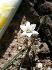 Muilla coronata