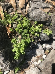 Sedum rhodocarpum