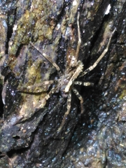 Enoploctenus cyclothorax