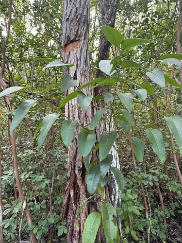 Eucalyptus robusta