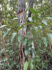 Eucalyptus robusta