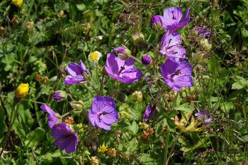 Geranium ruprechtii