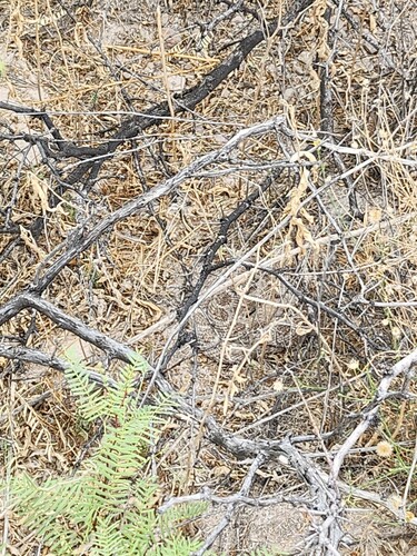 Western Diamond-backed Rattlesnake